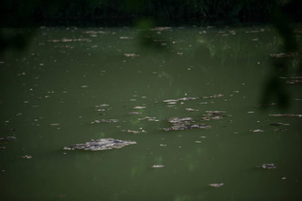 Qualité de l’eau dans les Landes : les cyanobactéries sont de retour | Environnement - Développement durable - Climat | Scoop.it