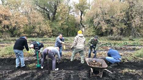 Farmers reap 'very rewarding experience' as Yazidi newcomers harvest potatoes from family land | CBC News | Newcomers and Immigrants in Canada | Scoop.it