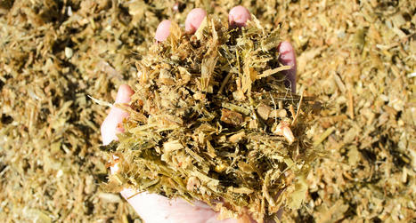 Mycorisk : un outil pour évaluer le risque mycotoxines des ensilages | Actualité Bétail | Scoop.it