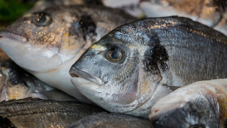 Olive Polyphenols Show Promise as ACQUACULTURE Feed Ingredient | CIHEAM Press Review | Scoop.it