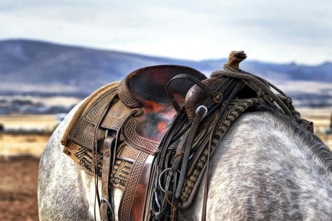 Sauvetage des chevaux : des chiffres pour savoir de quoi on parle | vetitude | Scoop.it