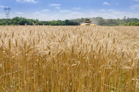 Rotations culturales : un levier mondial pour rendement, nutrition et revenus | Life Sciences Université Paris-Saclay | Scoop.it