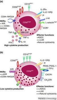 Latest updates in my Pinterest Board for NK cells and their Receptors | Immunology for University Students | Scoop.it
