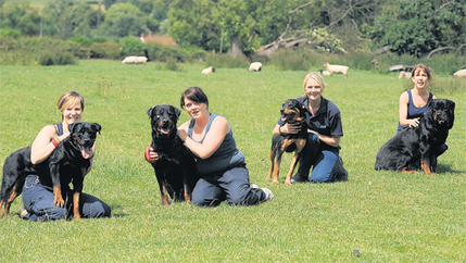 rottweiler obedience training