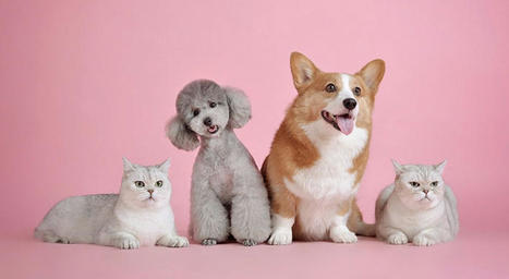 Les animaux domestiques � : fiche de vocabulaire | FLE enfants | Scoop.it
