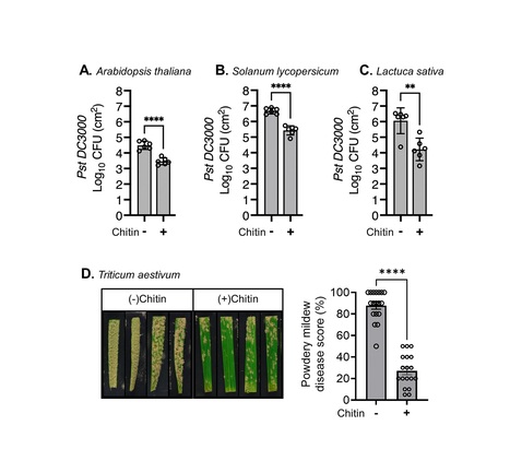 Plant Biotechnol J: Chitin Soil Amendment Triggers Systemic Plant Disease Resistance Through Enhanced Pattern-Triggered Immunity (2025) | Publications from The Sainsbury Laboratory | Scoop.it