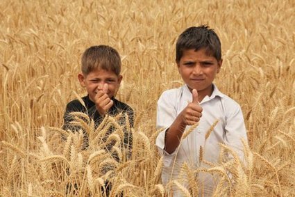 Du bl&eacute; hybride chinois cultiv&eacute; avec succ&egrave;s au Pakistan | ASIES | Scoop.it