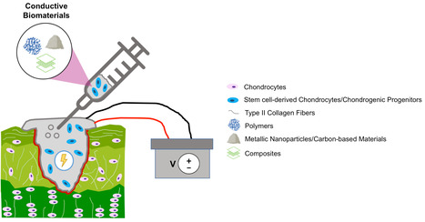 Electrically Conductive Hydrogels for Articular Cartilage Tissue Engineering | iBB | Scoop.it