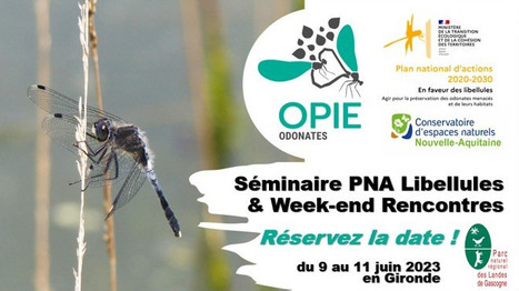 Les rencontres du groupe Opie-odonates | Variétés entomologiques | Scoop.it