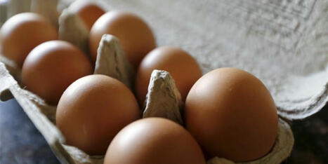 'A beautiful thing': Trump brags egg prices have 'come down a lot' &mdash; despite them soaring - Raw Story | Backstabber Watch | Scoop.it
