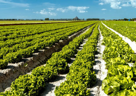 L’Inrae imagine les chemins vers une agriculture sans pesticides en 2050 | Phytosanitaires et pesticides | Scoop.it