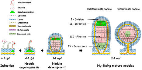 Control of the rhizobium&ndash;legume symbiosis by the plant nitrogen demand is tightly integrated at the whole plant level and requires inter-organ systemic signaling | frn | RMH | Scoop.it