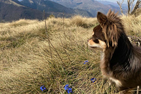 Randonnée avec son chien sur le GR 10 : attention, votre animal n'est pas autorisé partout | Vallées d'Aure & Louron - Pyrénées | Scoop.it