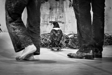 Baro d'evel : être "Là", éperdument vivants l'un avec l'autre  | Revue de presse théâtre | Scoop.it