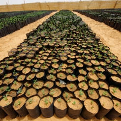 Planter mille milliards d'arbres ne va pas arrêter le changement climatique | Les Colocs du jardin | Scoop.it
