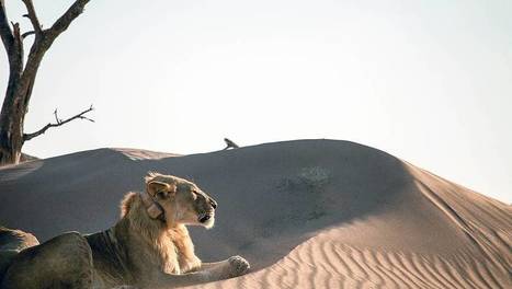 Lions de Namibie, les rois du désert | ARTE | Les déserts dans le monde | Scoop.it