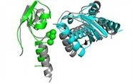 Un serveur pour pr&eacute;dire la structure de complexes prot&eacute;iques, bas&eacute; sur des donn&eacute;es de co&eacute;volution | Life Sciences Universit&eacute; Paris-Saclay | Scoop.it