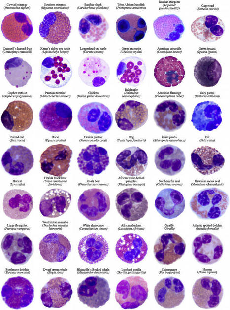 A tribute to eosinophils from a comparative and evolutionary perspective | Immunology | Scoop.it