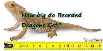 How Big Do Bearded Dragons Get Pogona Size Cha