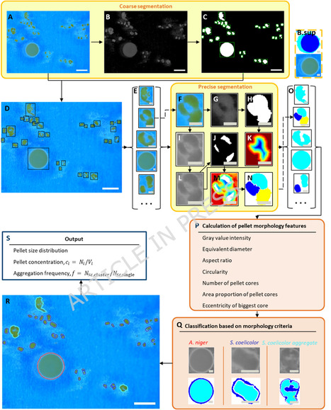 Co-cultivation dynamics of the filamentous microorganisms Aspergillus niger and Streptomyces coelicolor in shake flasks | Mcf | RMH | Scoop.it