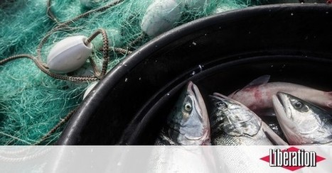 Les saumons ont chaud aux nageoires - Libération | Biodiversité | Scoop.it