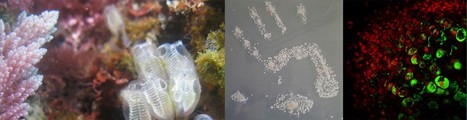 International Conference on Holobionts, 19-21 April 2017 | Life Sciences Université Paris-Saclay | Scoop.it