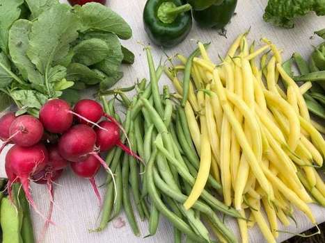 Iranian immigrant makes new life as a P.E.I. farmer | CBC News | Newcomers and Immigrants in Canada | Scoop.it