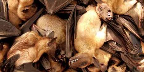Les chauves-souris auraient du mal &agrave; &eacute;viter les surfaces lisses et verticales | Biodiversit&eacute; | Scoop.it
