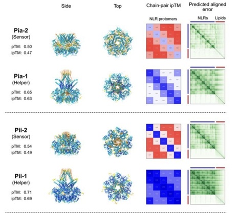 bioRxiv: Can AI modelling of protein structures distinguish between sensor and helper NLR immune receptors? (2024) | Publications from The Sainsbury Laboratory | Scoop.it