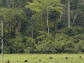 Greenpeace Urwalder Afrikas Regenwald
