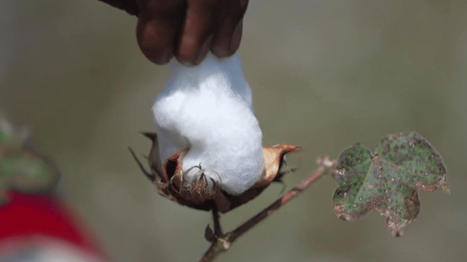 Inde : le coton bio gagne du terrain | Attitude BIO | Scoop.it