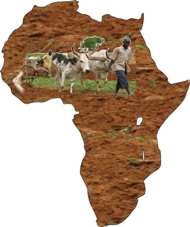 L'agriculture africaine n'a pas encore décollé | AFRIQUES | Scoop.it