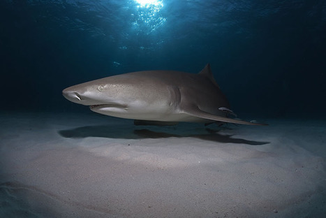 Lemon Shark at Sunset - Goos van der Heide | My Photo | Scoop.it