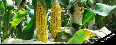 Qu’est ce que l’OGM NK603? | Toxique, soyons vigilant ! | Scoop.it