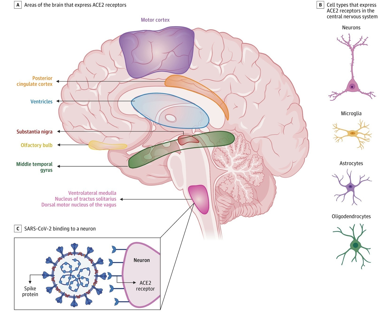 Neuropathogenesis and Neurologic Manifestations...