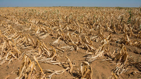Céréales, engrais, énergie : comment éviter une famine en AFRIQUE ? - RFI | CIHEAM Press Review | Scoop.it