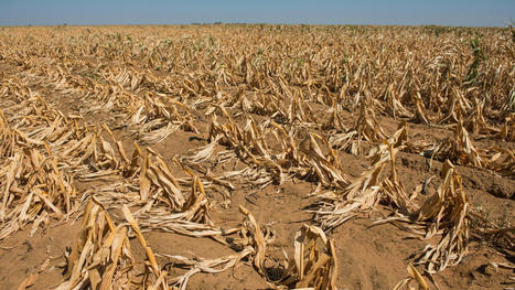 Céréales, engrais, énergie : comment éviter une famine en Afrique ? - RFI | Agriculture et Alimentation Durable Méditerranéenne | Scoop.it
