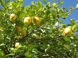 L’huile essentielle de citron : une huile du quotidien | Aromathologie | Scoop.it