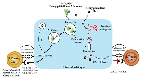Identification et caractérisation d’un répertoire de lymphocytes T naïfs CD8 spécifique de la benzylpénicilline | Life Sciences Université Paris-Saclay | Scoop.it