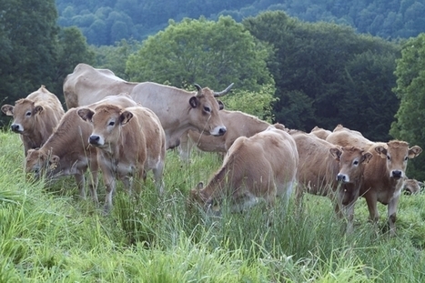 INRA - Agroécologie : de nouvelles voies de recherche pour les productions animales | SCIENCES DE L' ANIMAL | Scoop.it