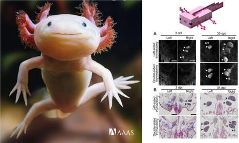 #minecraft | Andrea Bisso | Immunology | Scoop.it