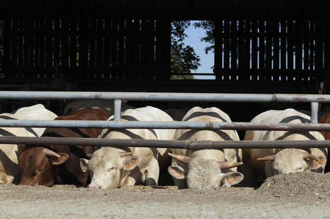 Canicule : comment adapter l’alimentation des bovins viande ? | Actualité Bétail | Scoop.it