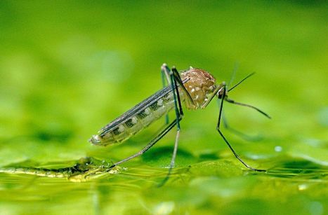 Alpes-Maritimes : alerte au virus du Nil occidental | Vari&eacute;t&eacute;s entomologiques | Scoop.it