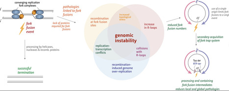 Termination of DNA replication drives genomic instability via multiple mechanisms | nar | RMH | Scoop.it