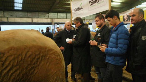 Parthenay: le concours des animaux de boucherie débute ce mardi | Actualité Bétail | Scoop.it