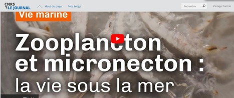 Pêcheurs de krill et autres organismes étonnants | Biodiversité | Scoop.it