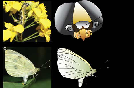 Face aux nombreux m&eacute;tabolites des plantes, les chenilles et les papillons apprennent &agrave; identifier et &agrave; &eacute;valuer les saveurs | Journal of Comparative Physiology A | EntomoNews | Scoop.it