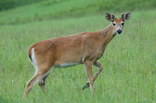 Drought and Bad Weather Make Last year’s Oklahoma deer hunt season ...