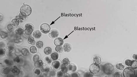 Breakthrough As Mouse Embryos Grown In Space | Future  Technology | Scoop.it