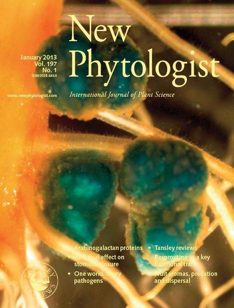 New Phytologist cover: Rhizobium nodules in bean (2013) | Plant-Microbe Symbiosis | Scoop.it